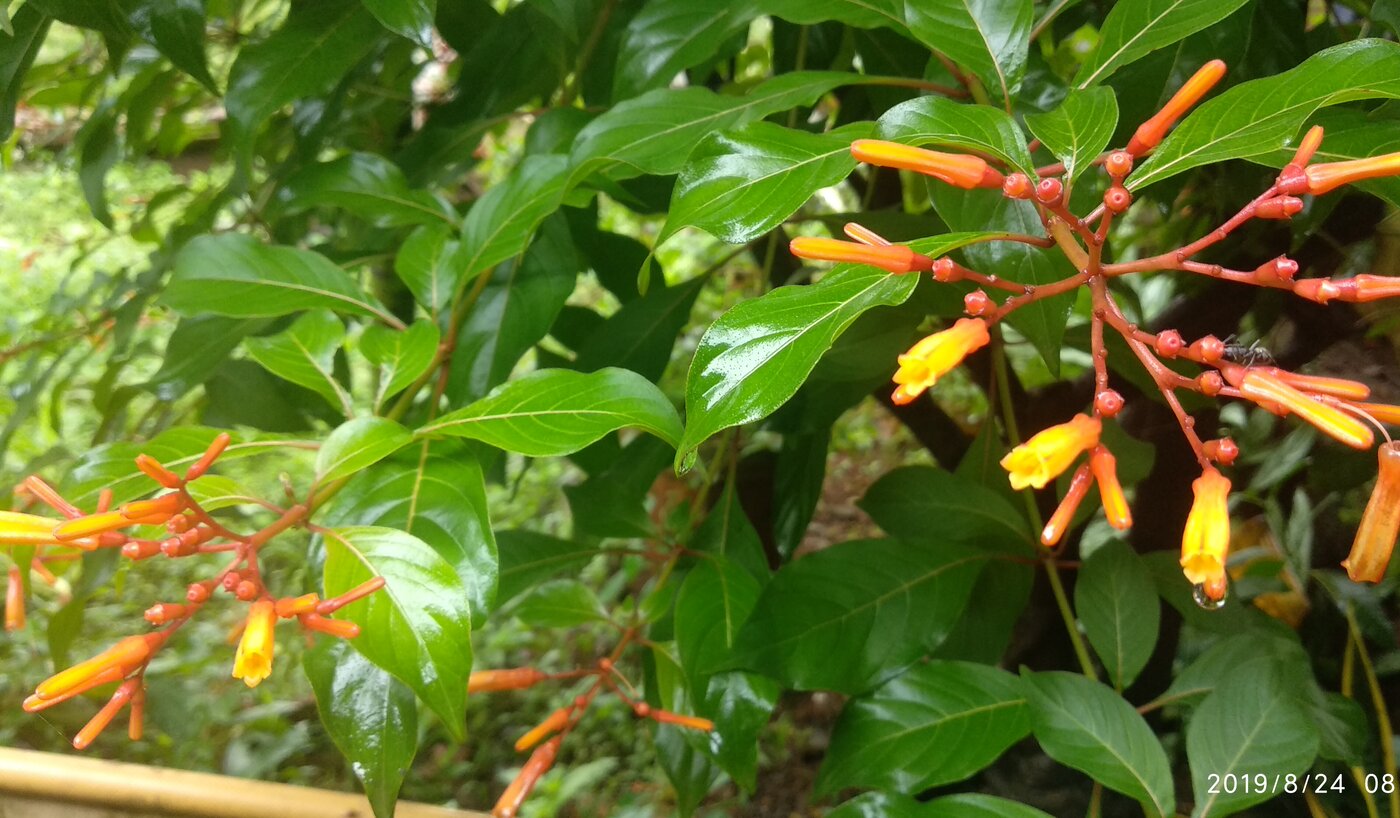 Hamelia patens leaves and flowers