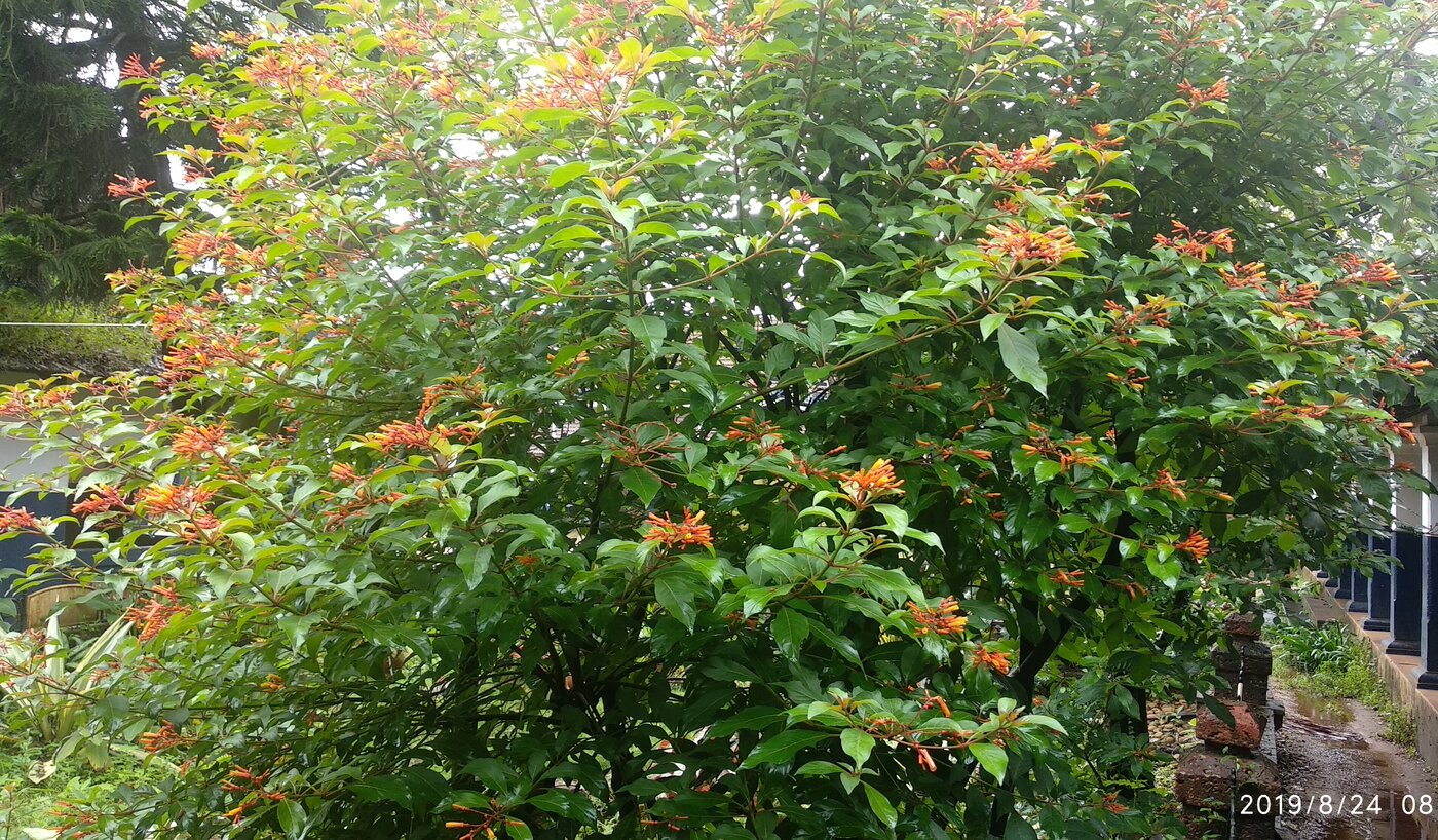 Hamelia patens growth habit