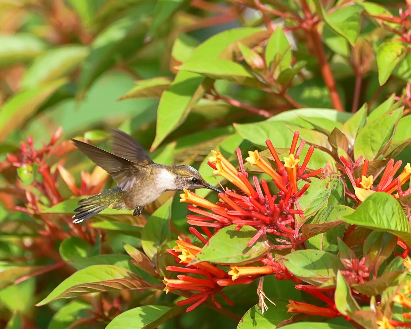 Hummingbird feeding on firebush flowers