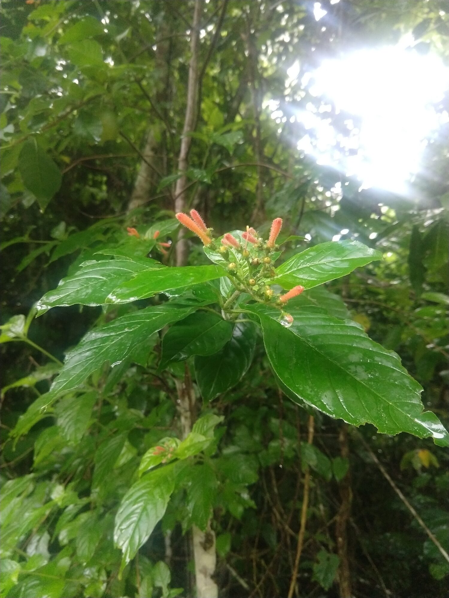 Hamelia rovirosae flowering in wet forest understory with raindrops on leaves