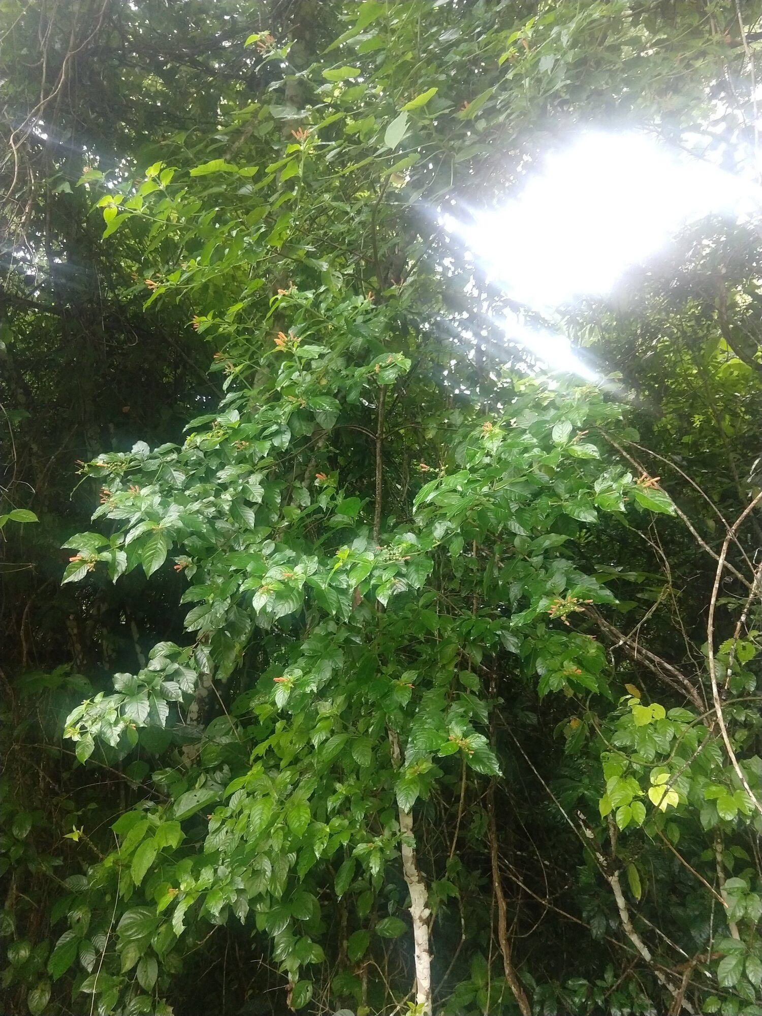 Hamelia rovirosae treelet habit showing slender form in wet forest
