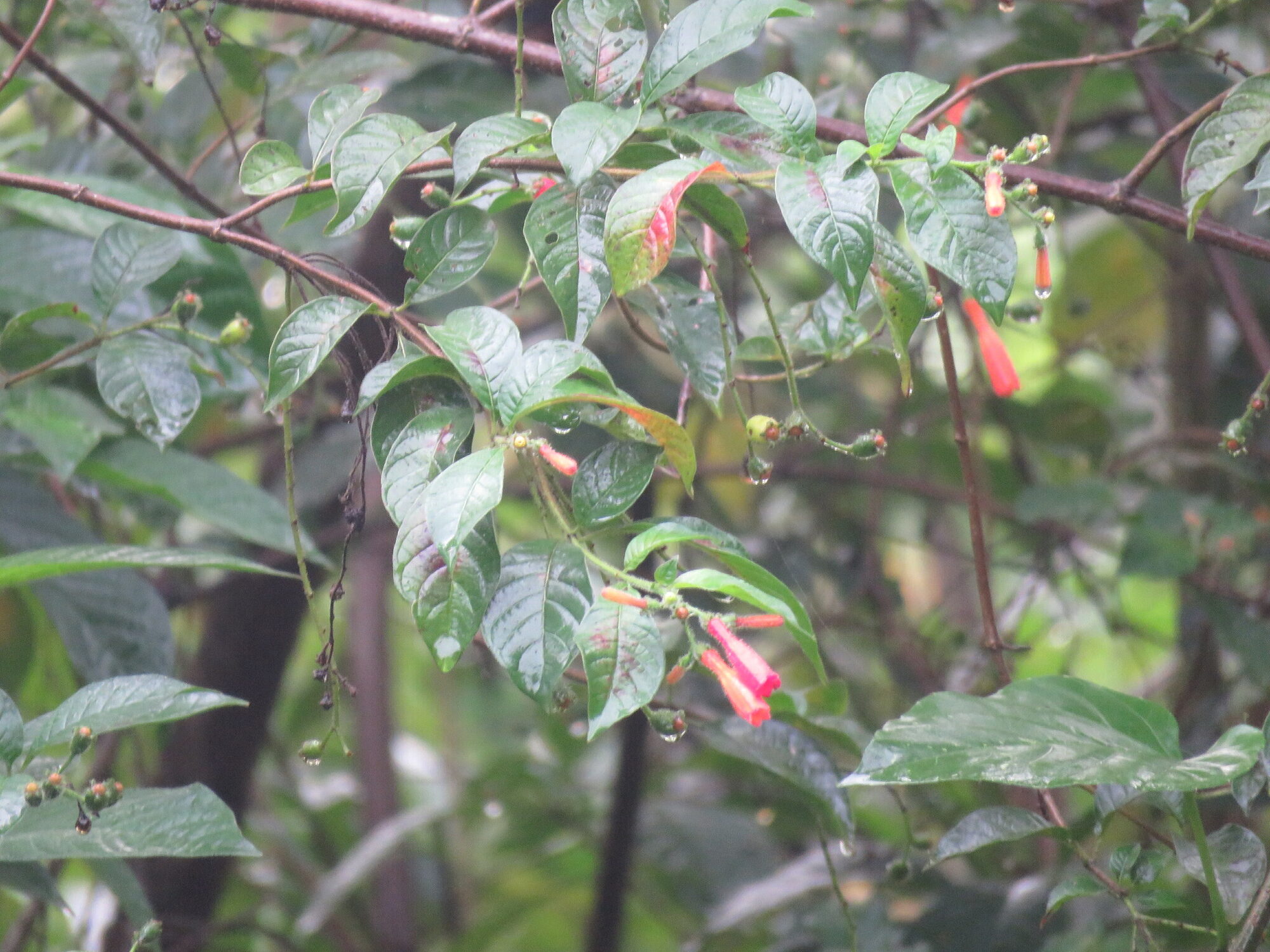 Hamelia rovirosae branch showing whorled leaves in groups of three with scattered red flowers