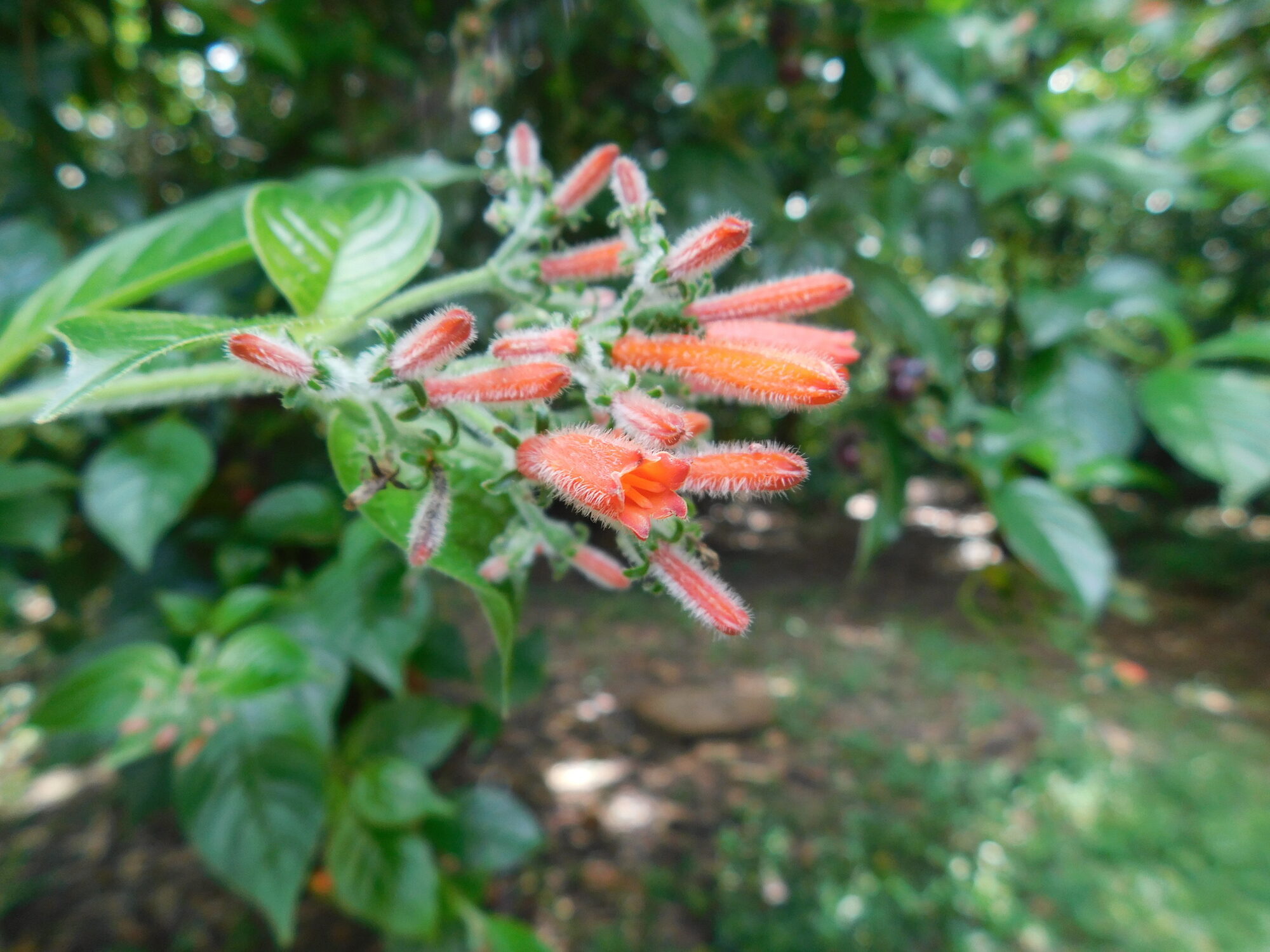 Hamelia rovirosae flower cluster showing narrowly tubular orange-red corollas with visible crooked hairs