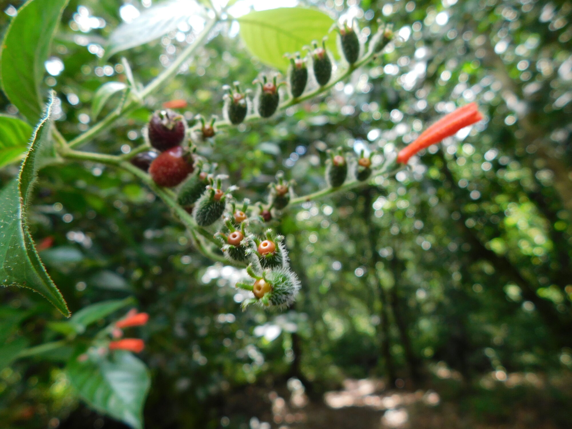 Hamelia rovirosae fruits showing crowned berries with enlarged persistent calyx lobes alongside flowers