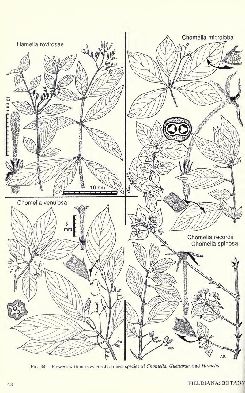 Line drawing of Hamelia rovirosae from Flora Costaricensis showing leaves, flowers, and fruit details