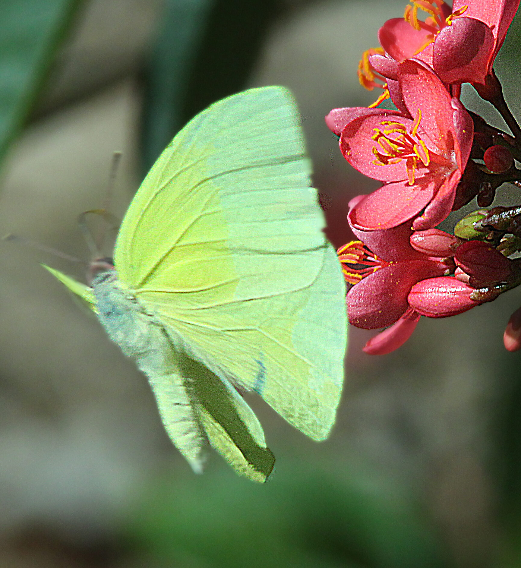 Statira Sulphur butterfly with pale yellow wings on red flowers