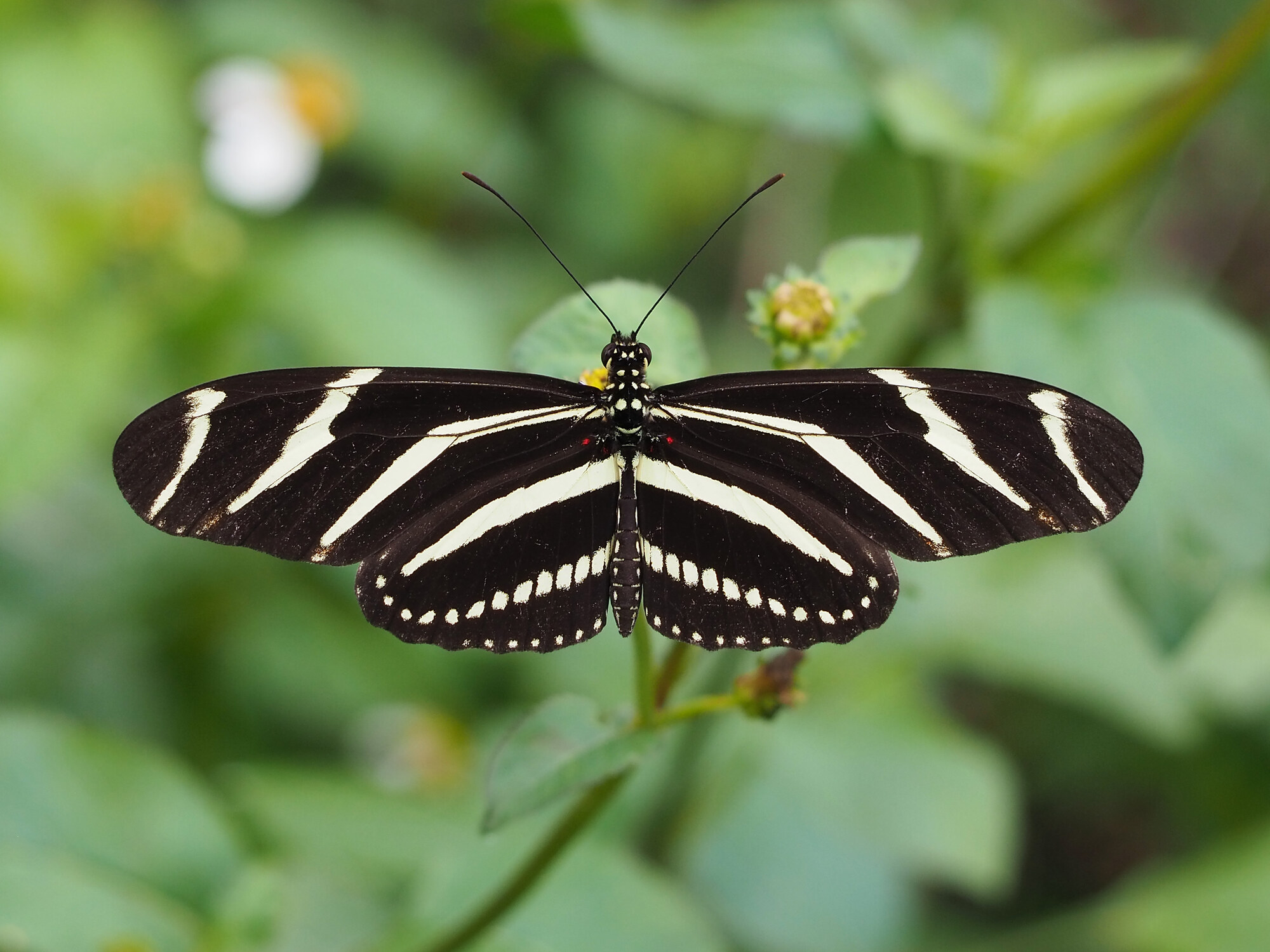 Zebra Longwing butterfly with black and white striped wings
