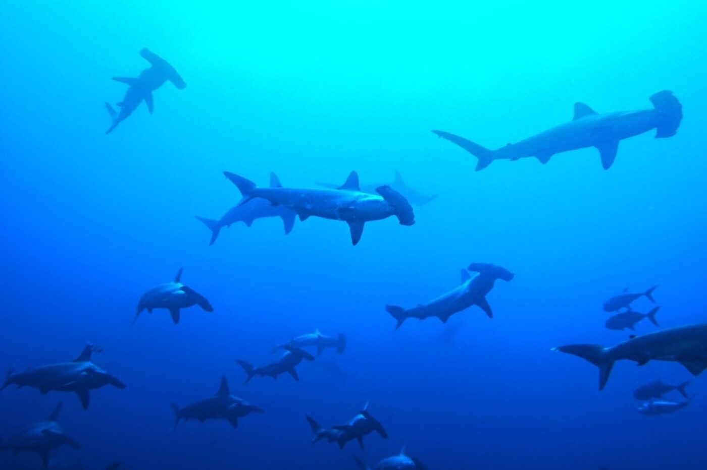 School of scalloped hammerhead sharks swimming in blue water