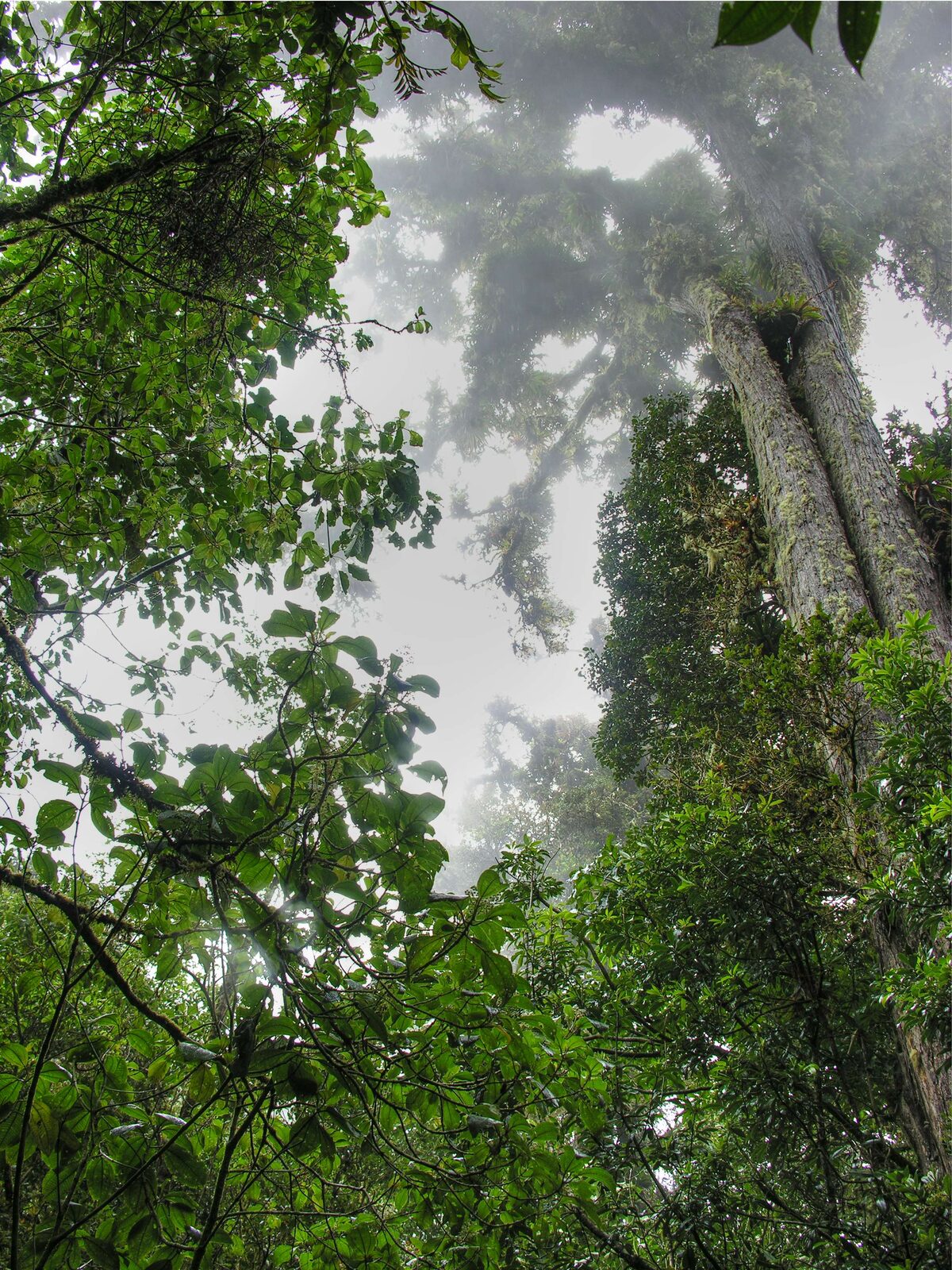 Cloud forest canopy shrouded in fog on Volcán Barva, Costa Rica
