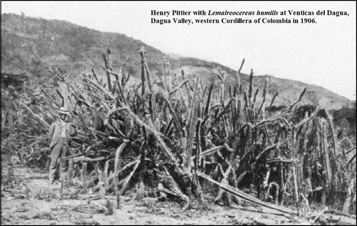 Henri Pittier standing next to Lemaireocereus humilis cacti in Colombia, 1906