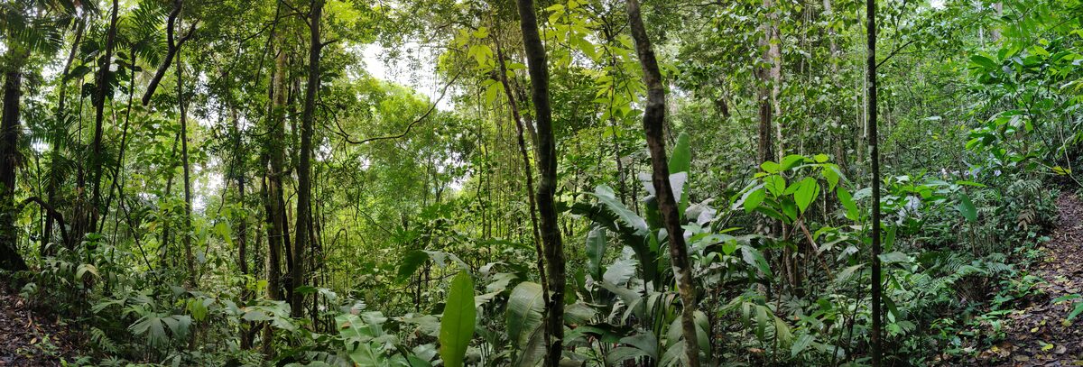 Dense mountain forest in Henri Pittier National Park, Venezuela