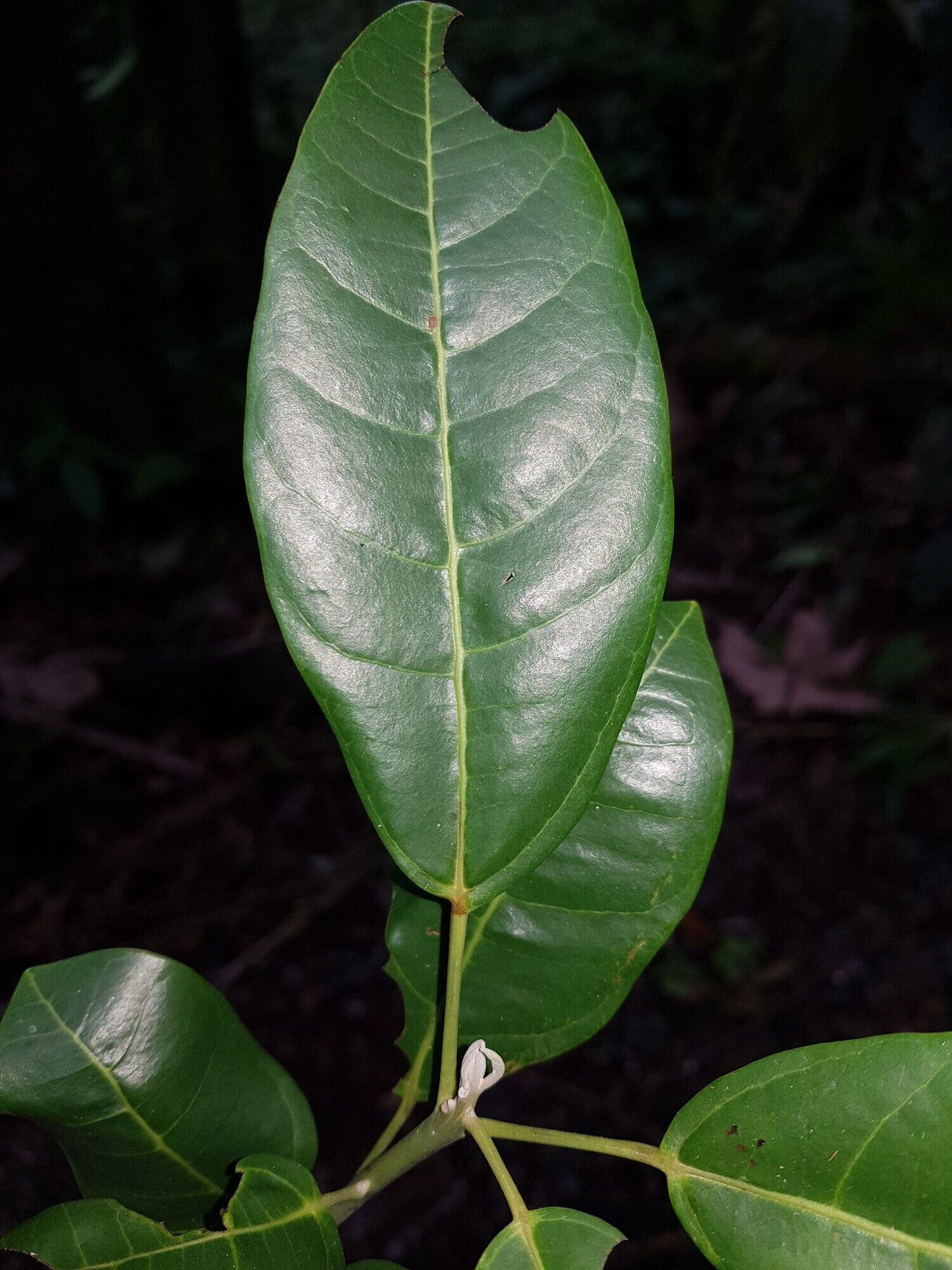 Hernandia didymantha foliage in Costa Rica