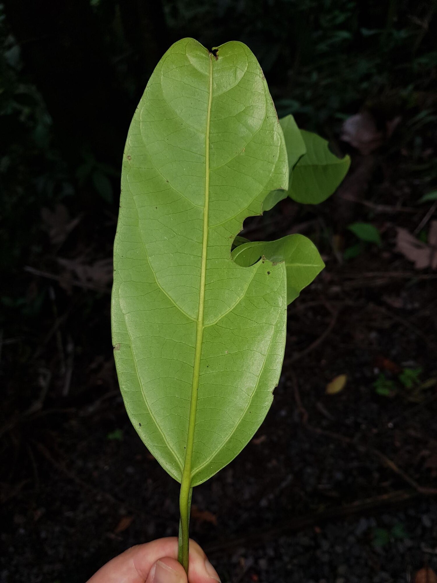 Hernandia didymantha in Costa Rica showing foliage and branching