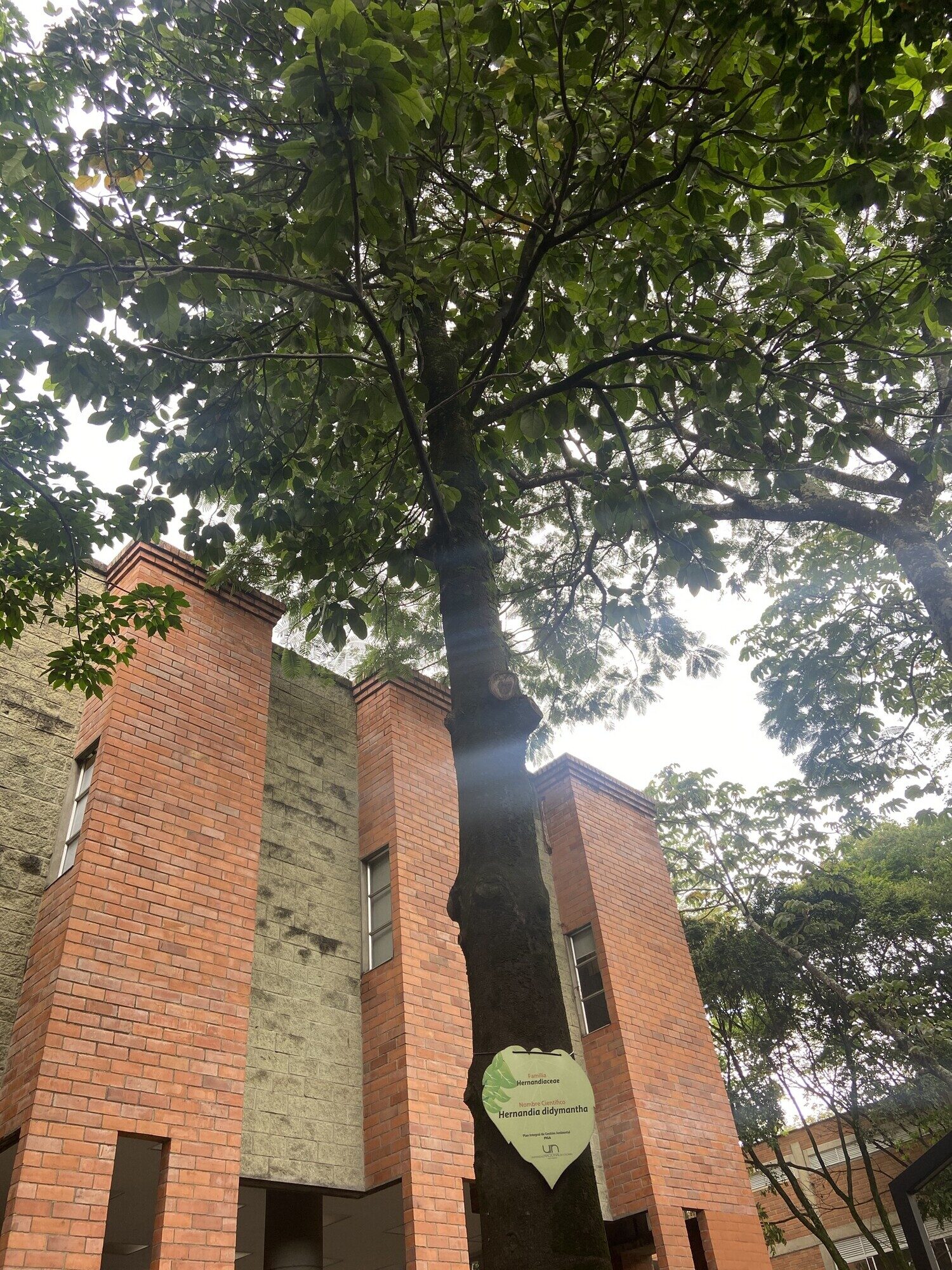 Hernandia didymantha as a cultivated street tree in Antioquia, Colombia, showing overall habit and branching