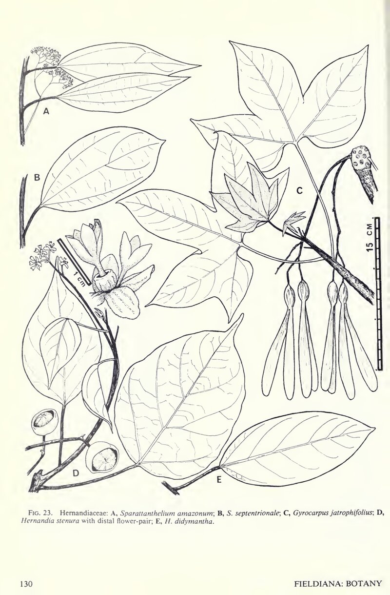 Figure 23 from Flora Costaricensis showing Hernandiaceae, including fruit details of Hernandia didymantha (E)