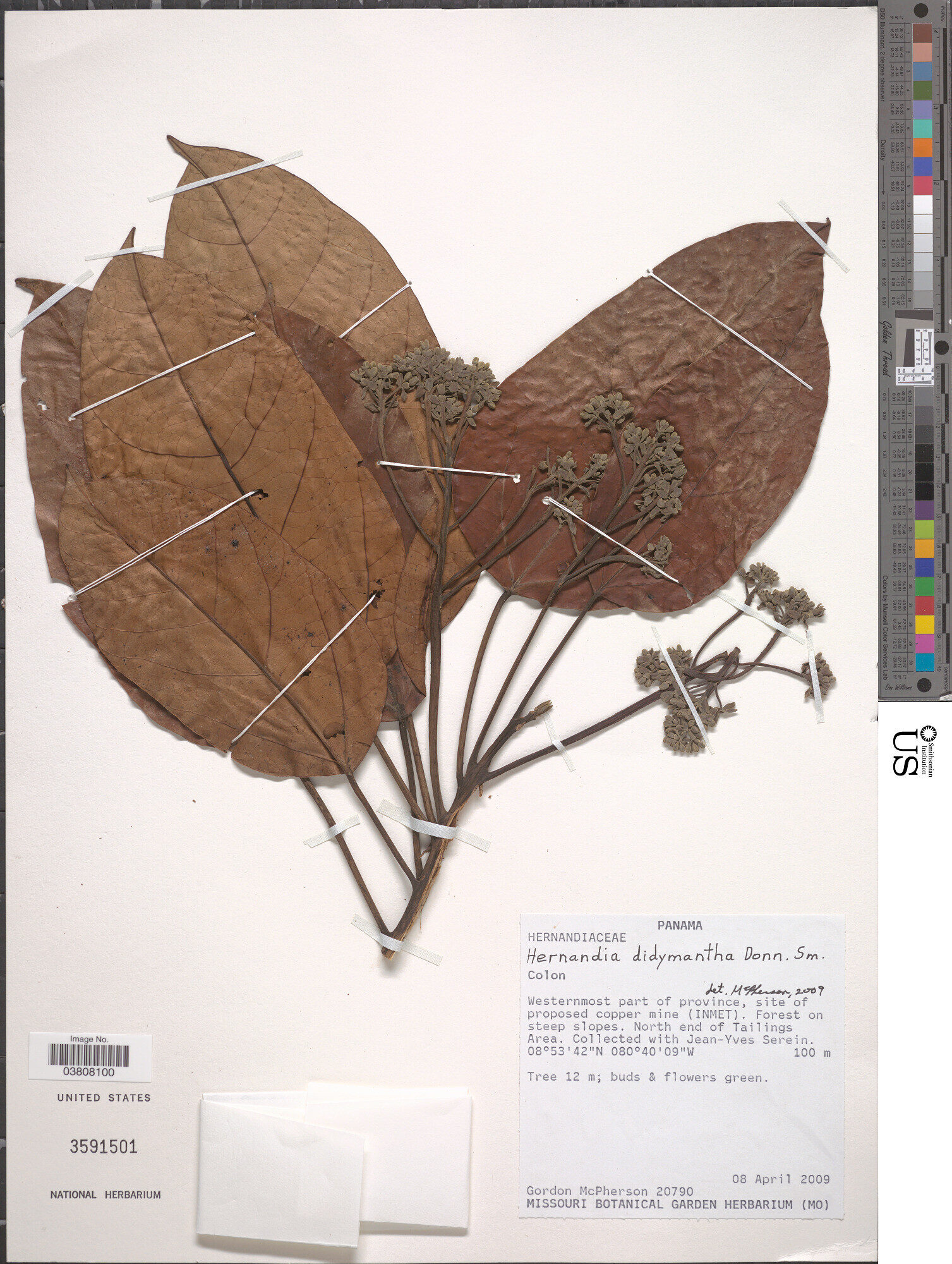 Herbarium specimen of Hernandia didymantha from Panama, US National Herbarium