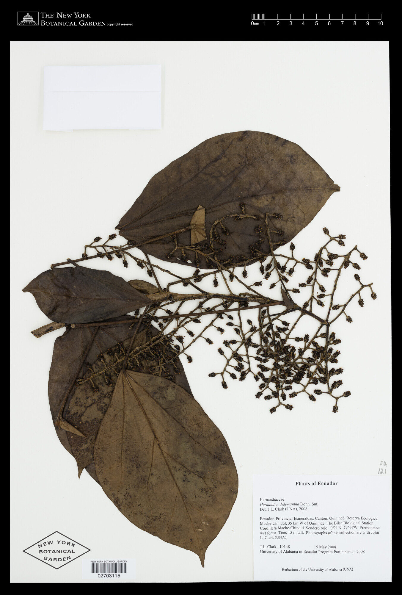 Herbarium specimen of Hernandia didymantha from Ecuador, New York Botanical Garden