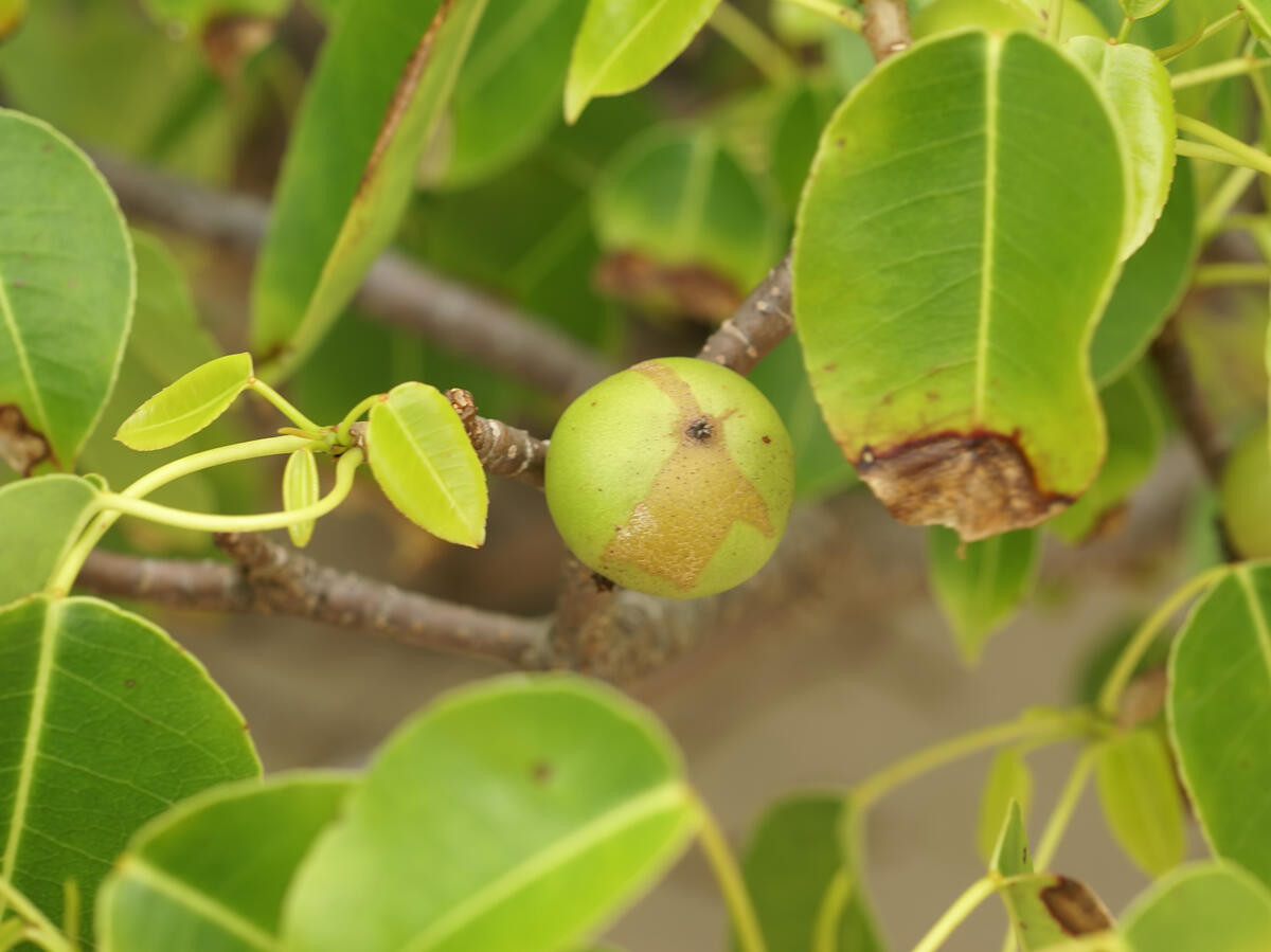 Manchineel fruit resembling a small green apple