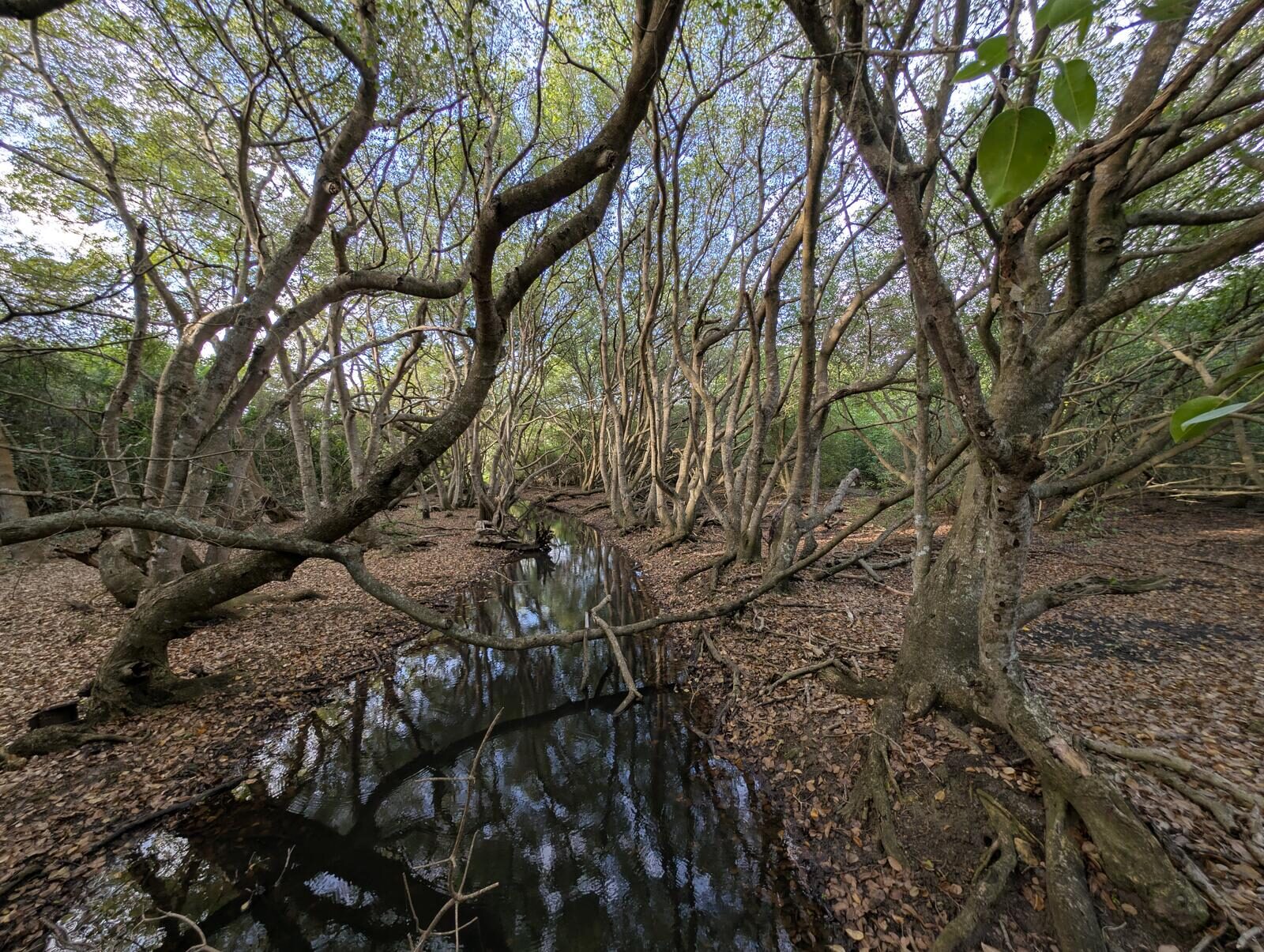 Manchineel trees growing in coastal swamp habitat with characteristic twisted trunks