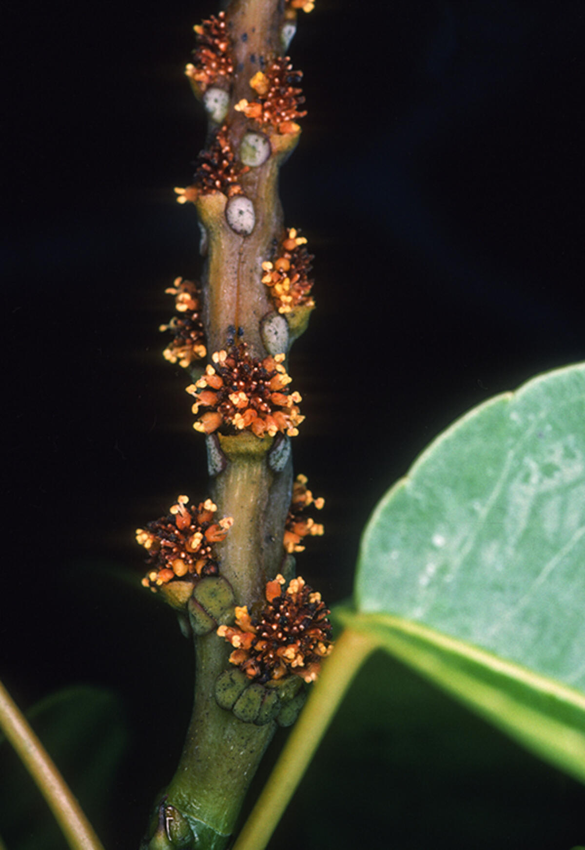 Manchineel inflorescence showing male flower glomerules along the thick rachis