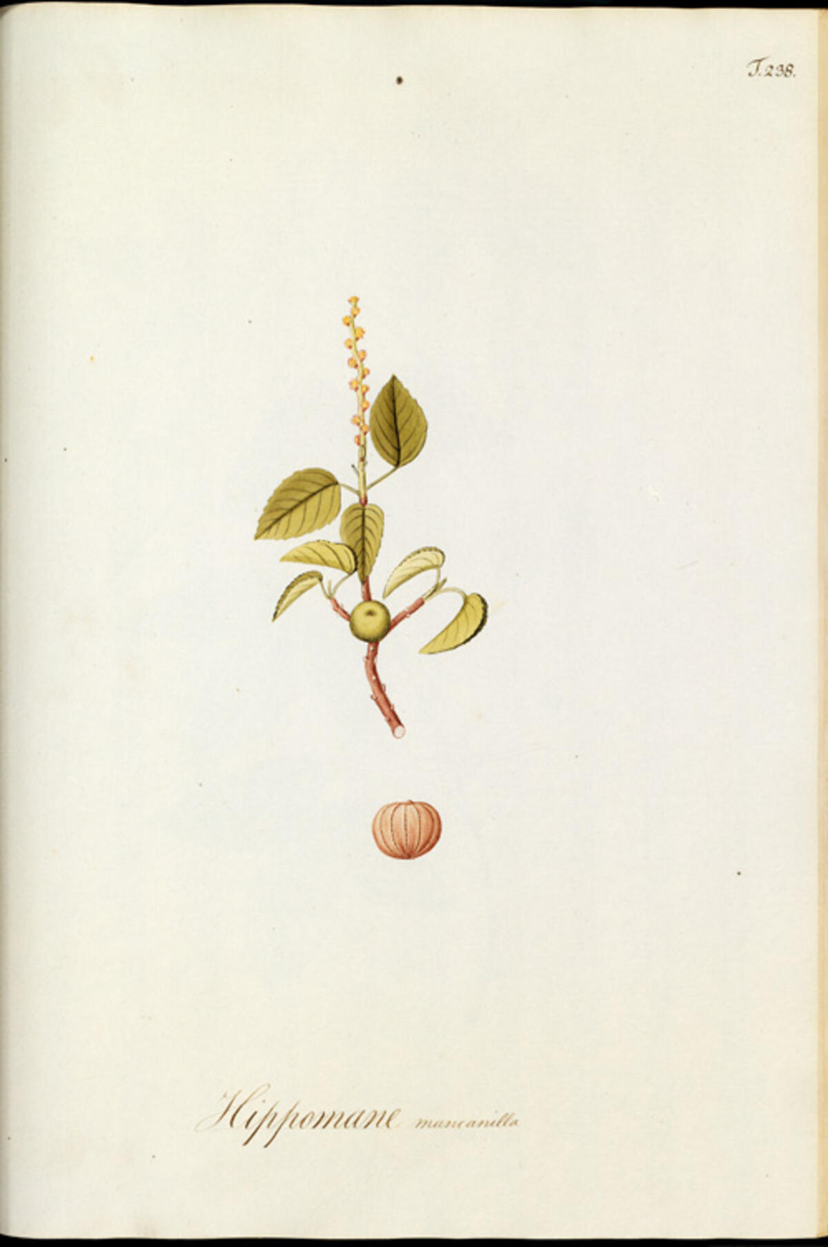 Historical botanical illustration of Hippomane mancinella by Nikolaus Joseph von Jacquin