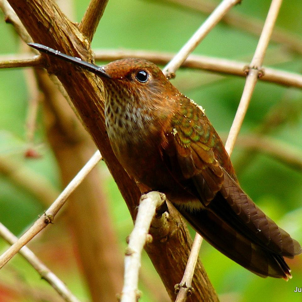 Bronzy Inca hummingbird