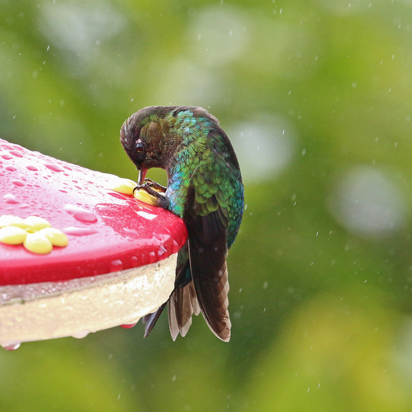 Fiery-throated Hummingbird