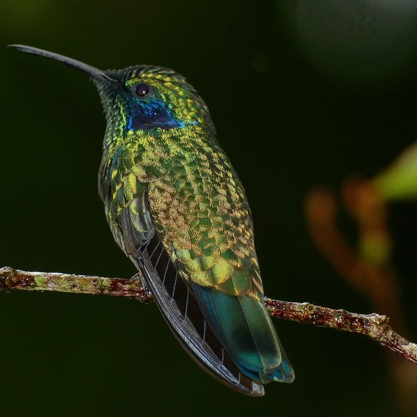 Lesser Violetear hummingbird