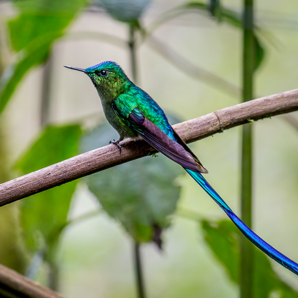 Long-tailed Sylph hummingbird