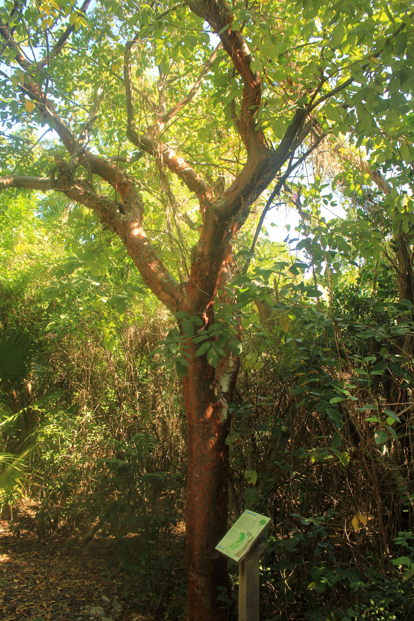Close-up of the distinctive copper-red peeling bark of Bursera simaruba
