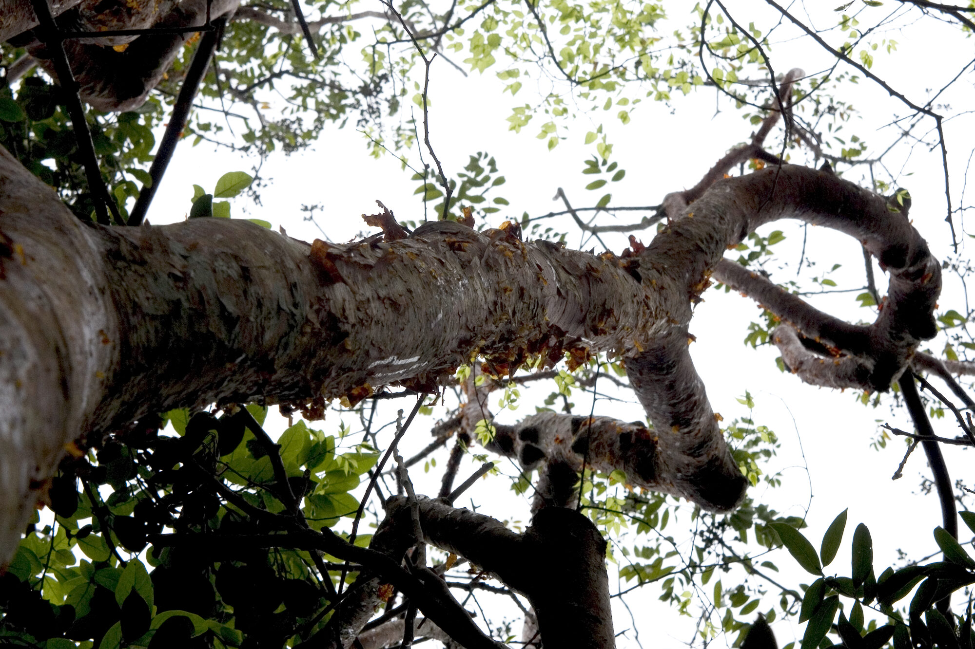 Pinnately compound leaves of Bursera simaruba showing 5-7 leaflets