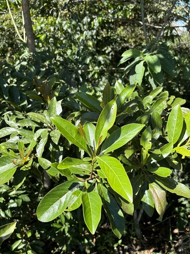 Ocotea insularis foliage