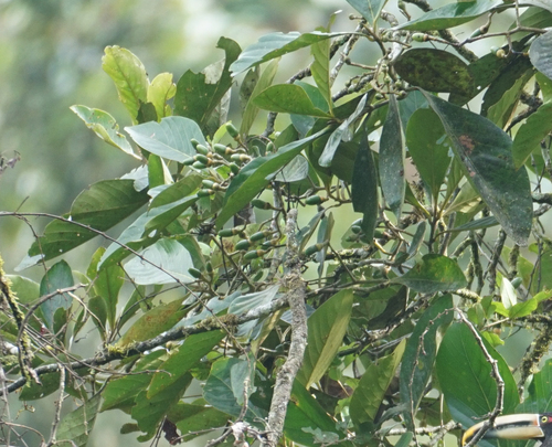 Ocotea insularis leaves and developing fruits