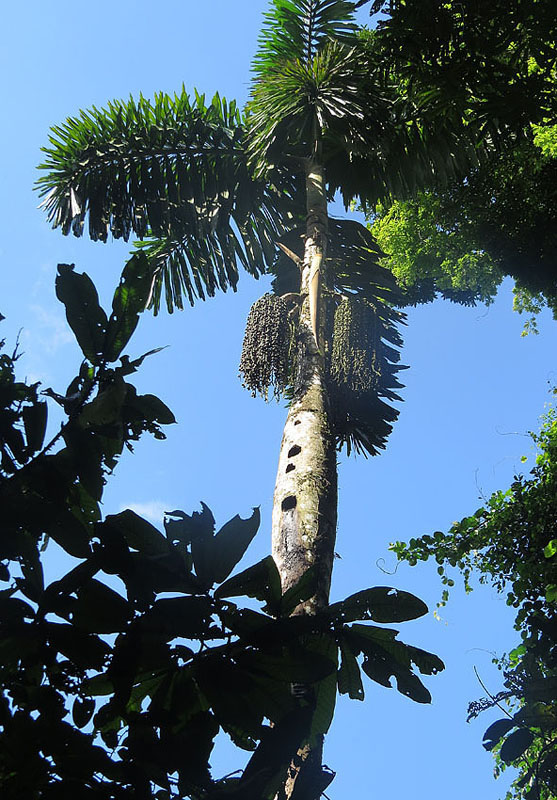 Full view of Iriartea deltoidea palm showing the swollen trunk and fruiting inflorescence