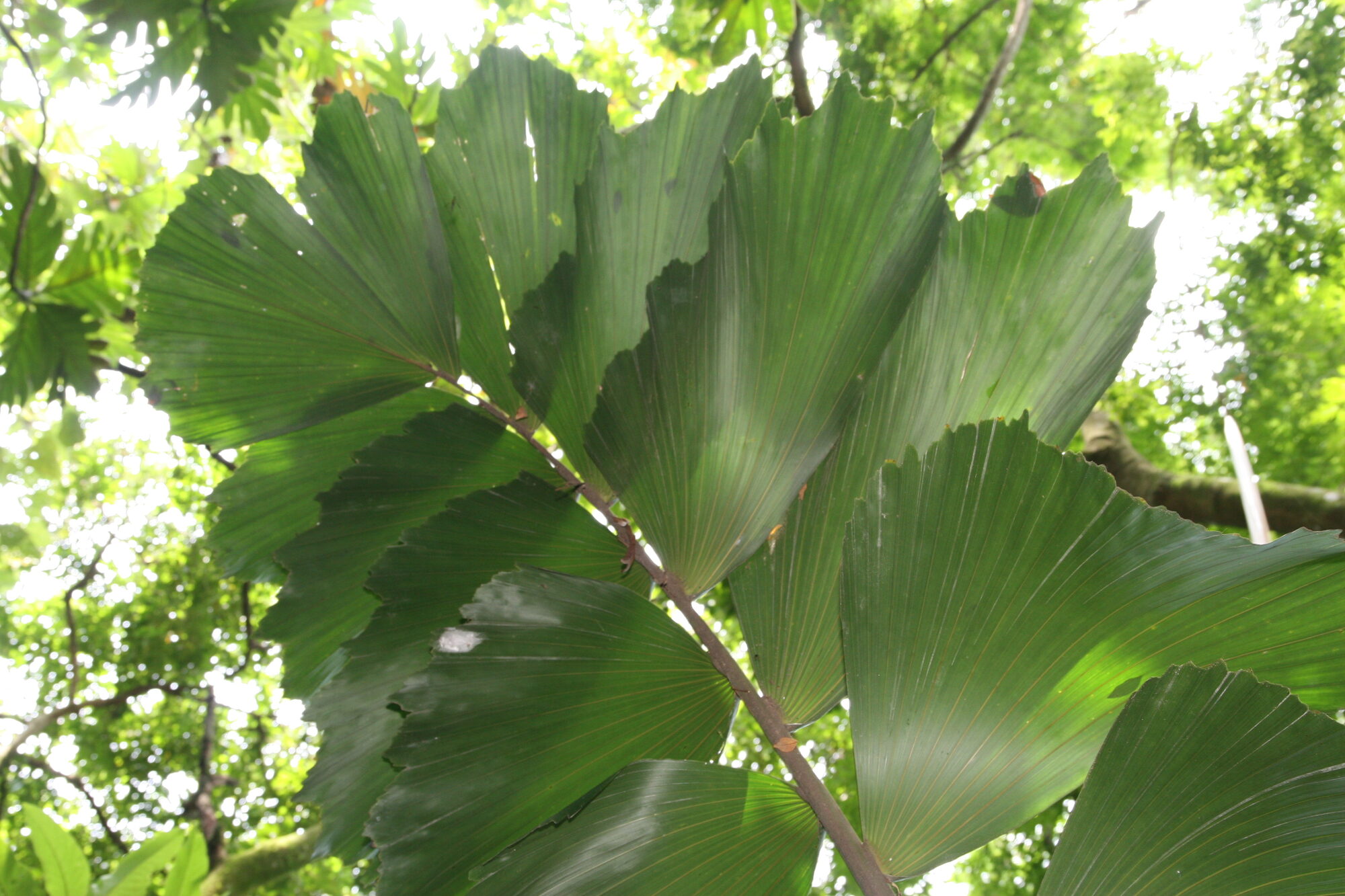Close-up of Iriartea deltoidea leaflets showing the distinctive deltoid (triangular) shape