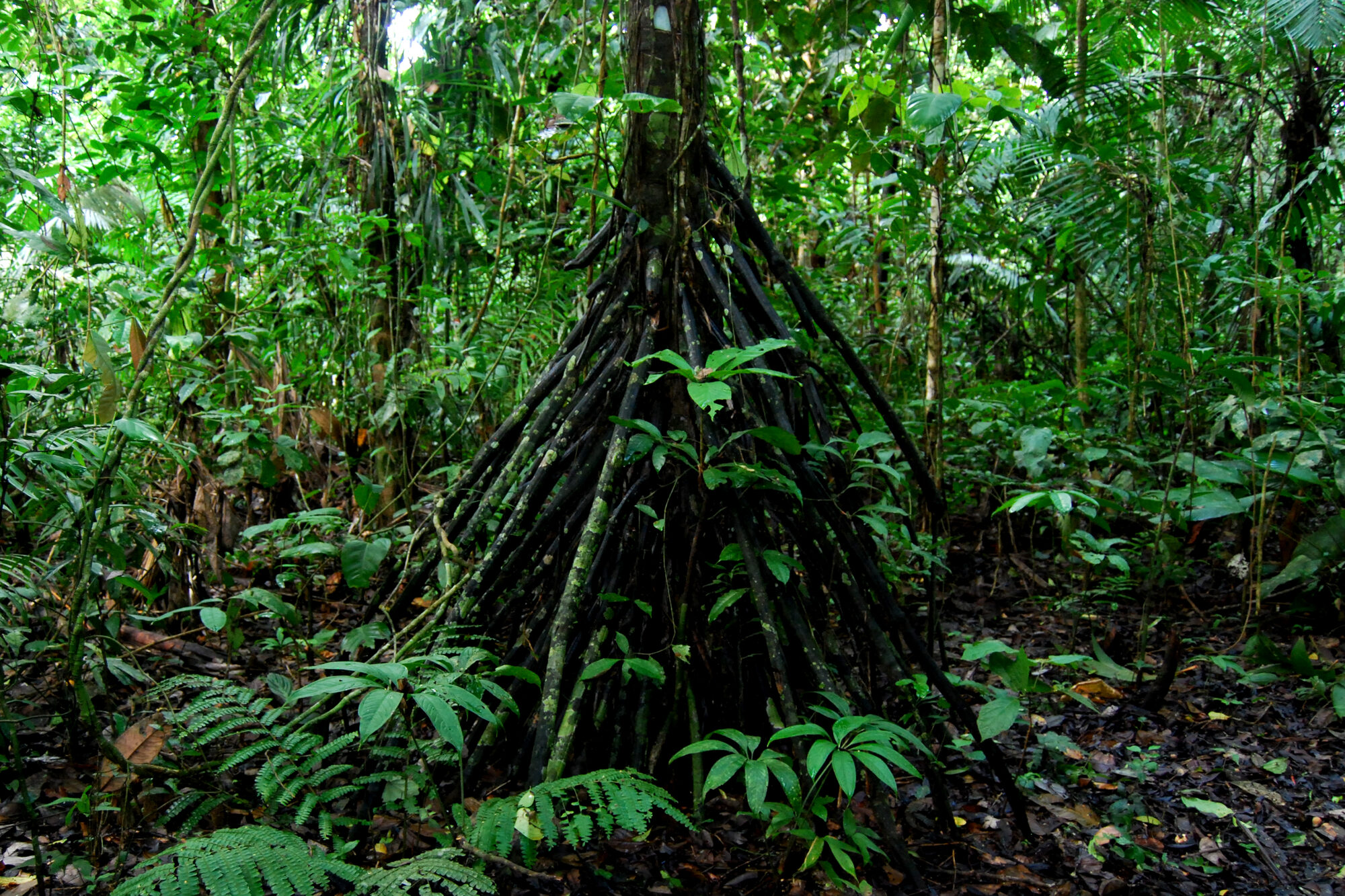 The conical stilt root structure of Iriartea deltoidea (pambil palm) showing the dense black roots forming a tepee-like support