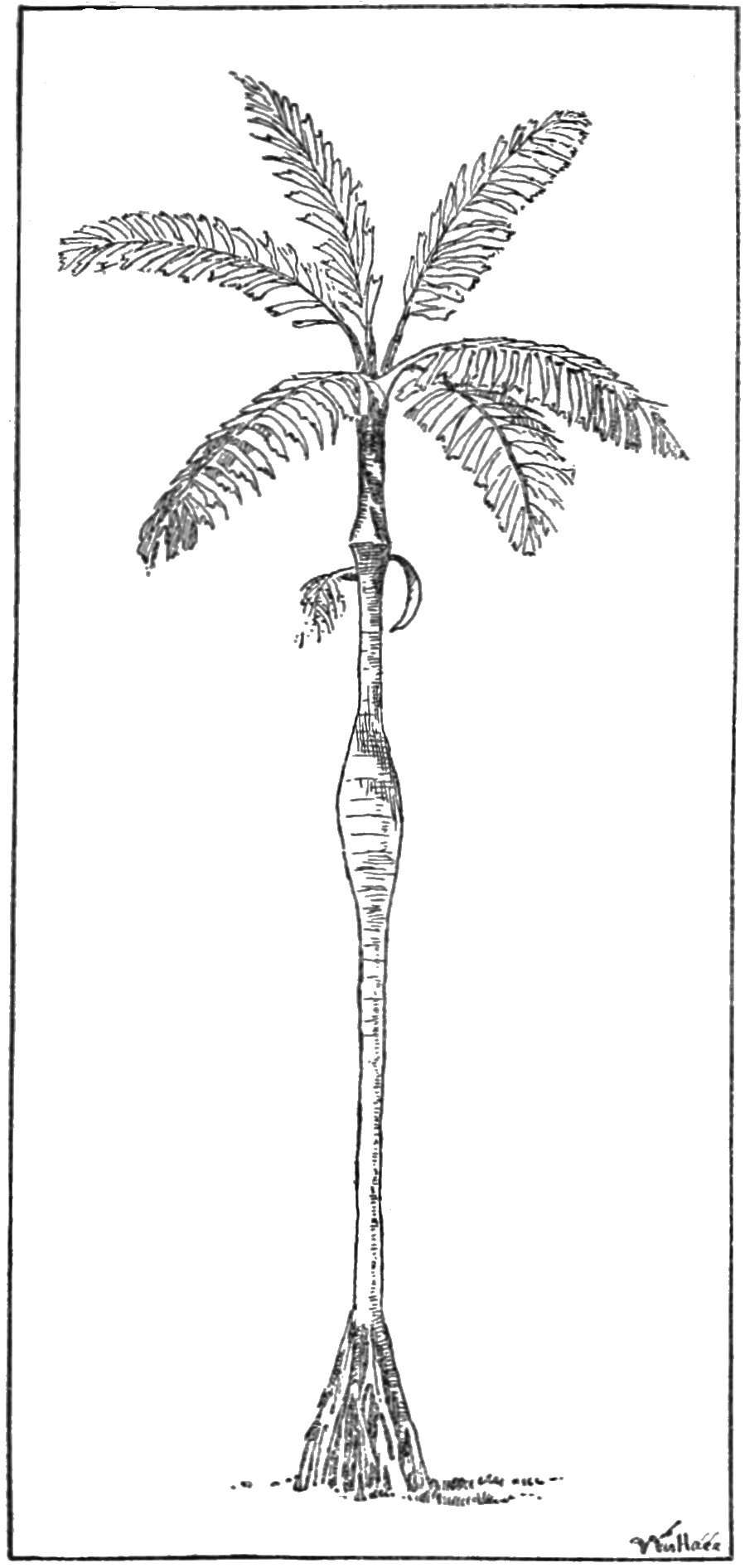 Historical illustration of Iriartea deltoidea showing the full tree structure including stilt roots and swollen trunk