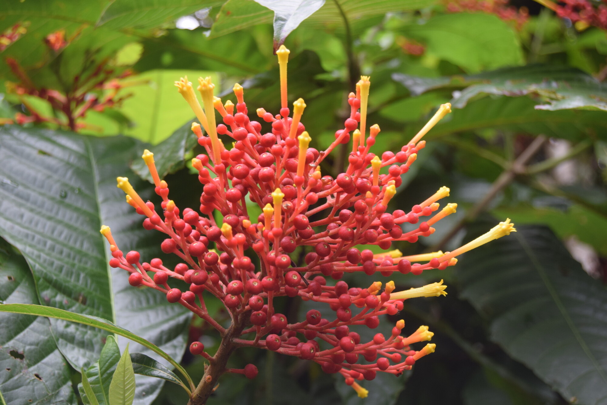 Isertia haenkeana inflorescence at Parque Nacional Manuel Antonio, Costa Rica, showing red fruits and yellow flowers