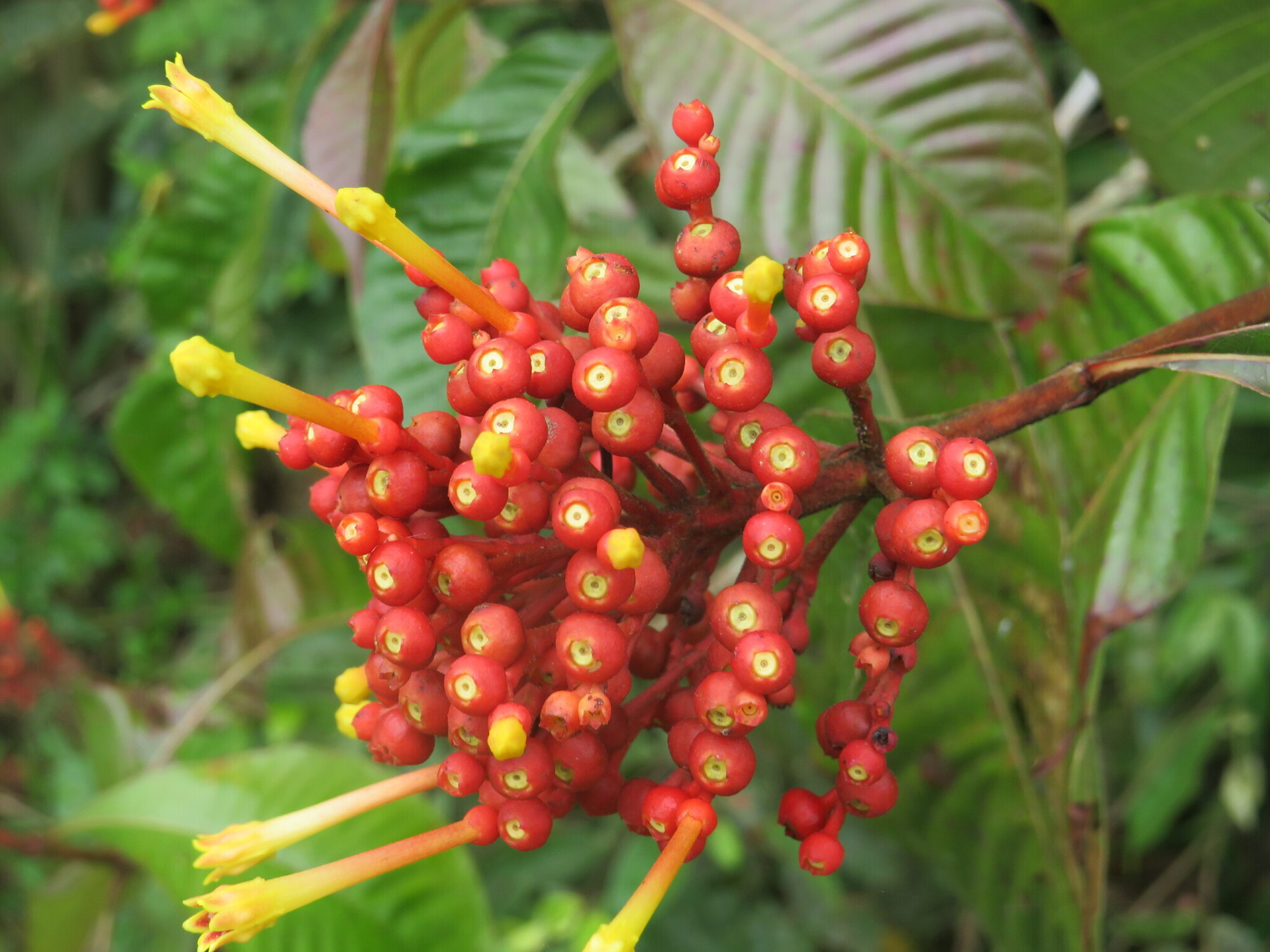 Close-up of Isertia haenkeana fruits, red and oblate, with a few remaining yellow flower tubes