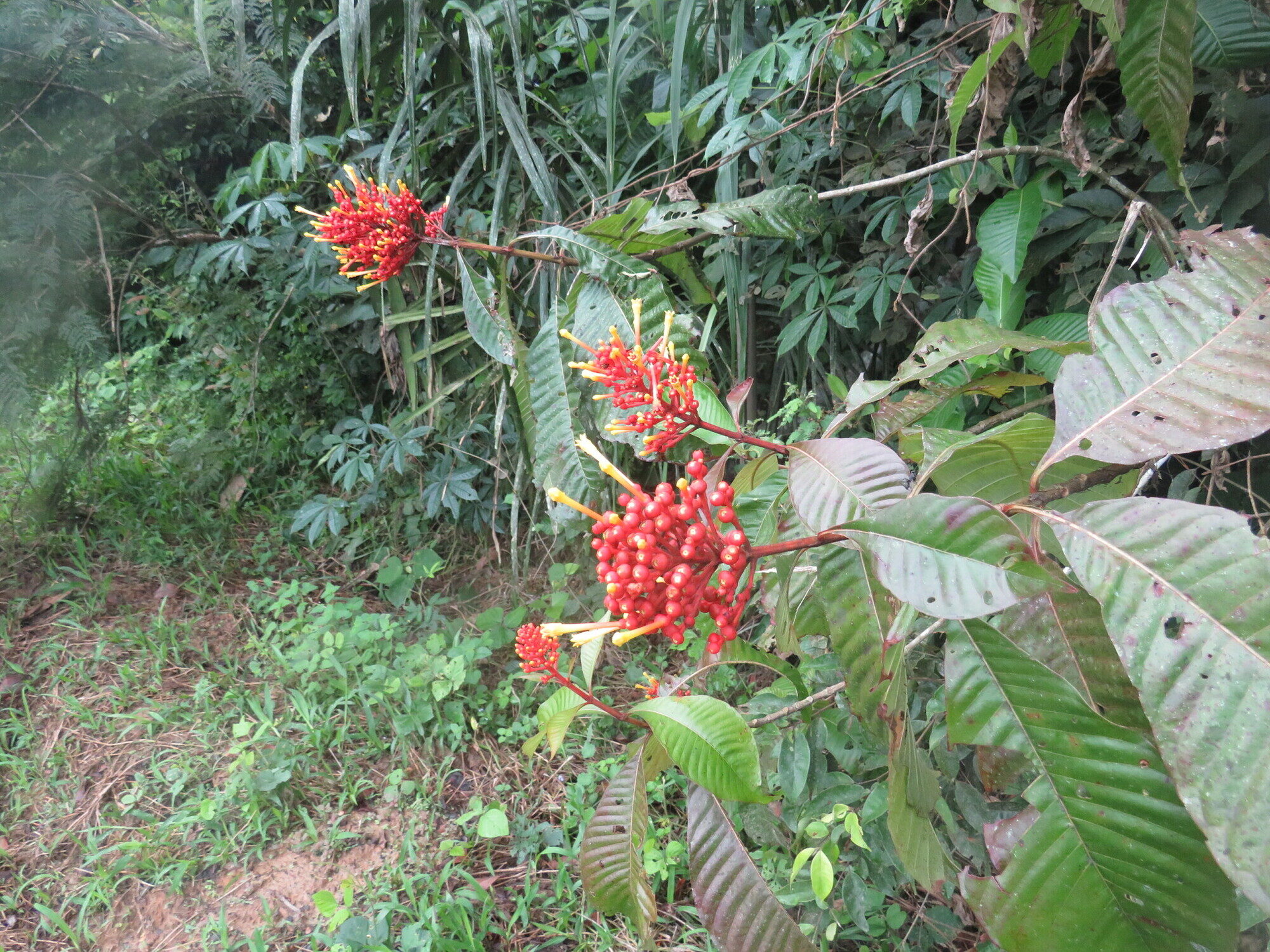 Isertia haenkeana growing at a forest edge, showing shrubby habit with multiple red inflorescences and large opposite leaves