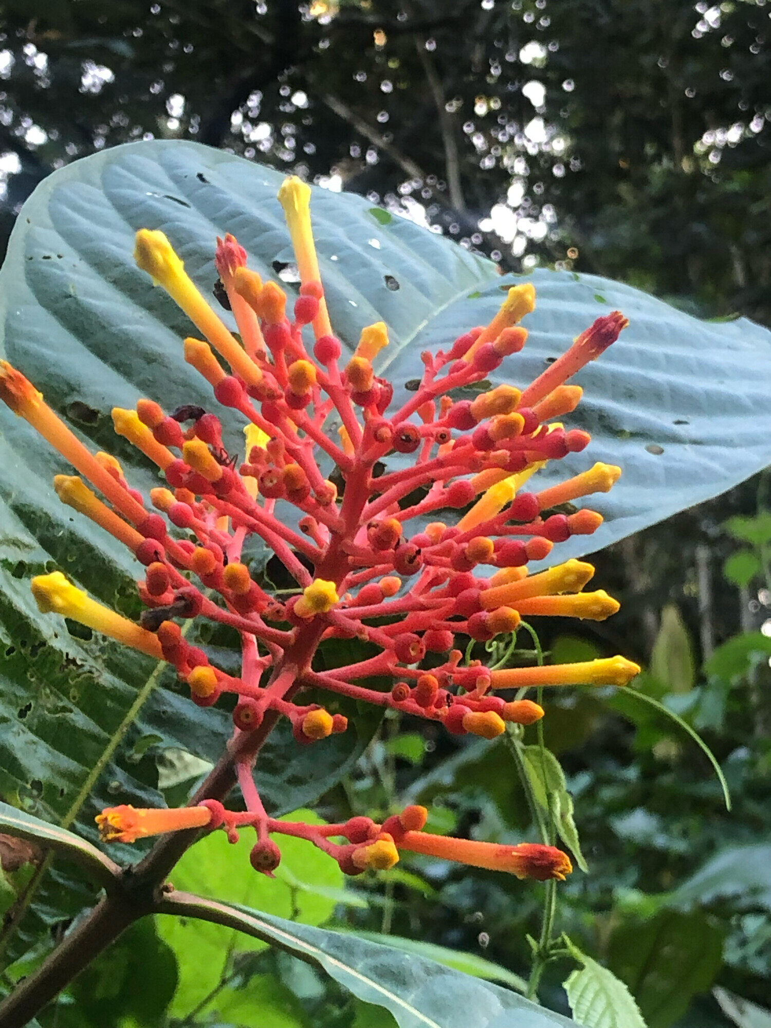 Close-up of Isertia haenkeana inflorescence against a large leaf showing prominent secondary venation