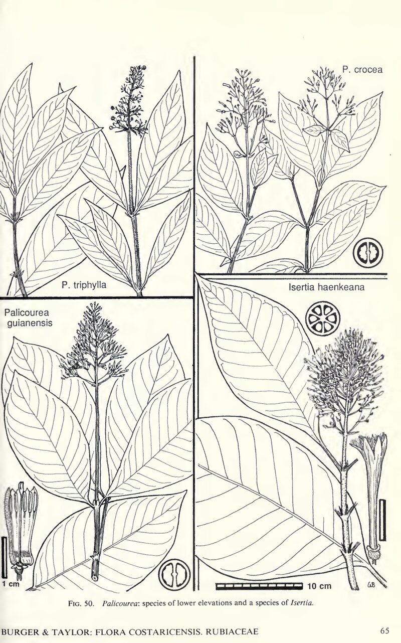 Flora Costaricensis botanical illustration of Isertia haenkeana showing habit, leaves, inflorescence, and floral details