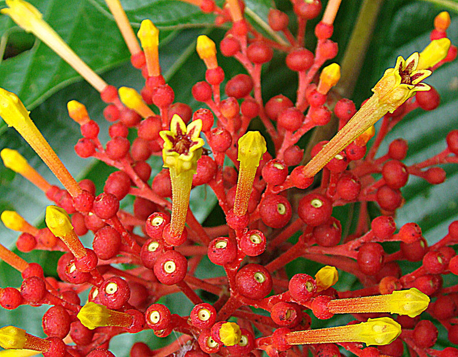 Close-up of Isertia haenkeana inflorescence showing yellow tubular flowers emerging from red buds and fruits