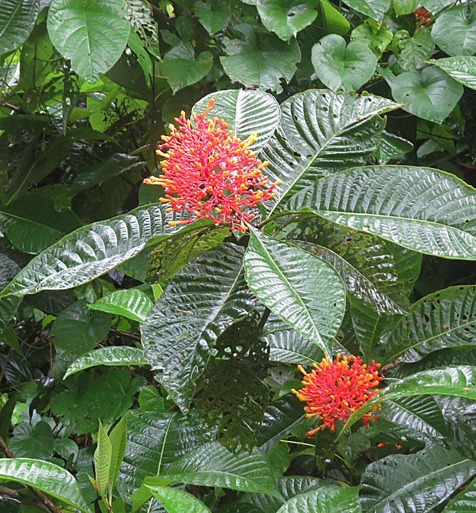 Isertia haenkeana showing large opposite leaves with prominent venation and bright orange-red inflorescences