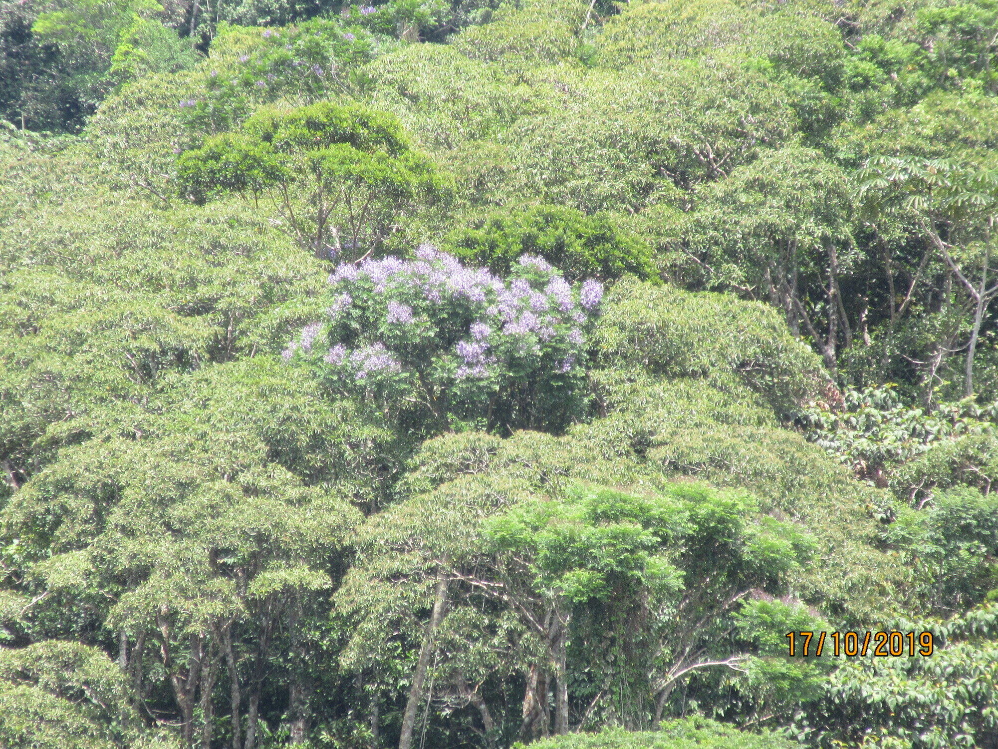 Jacaranda copaia flowering above the forest canopy in Manu Province, Peru, its lavender crown visible against the green surroundings