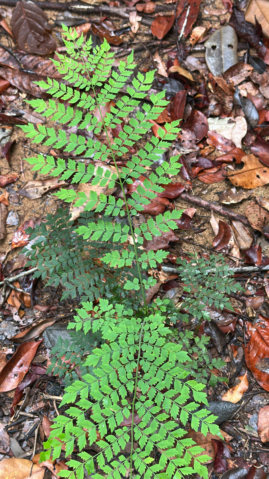 Bipinnate leaf of Jacaranda copaia laid on forest floor, showing the full compound structure with multiple pairs of pinnae bearing small asymmetric leaflets along a central rachis