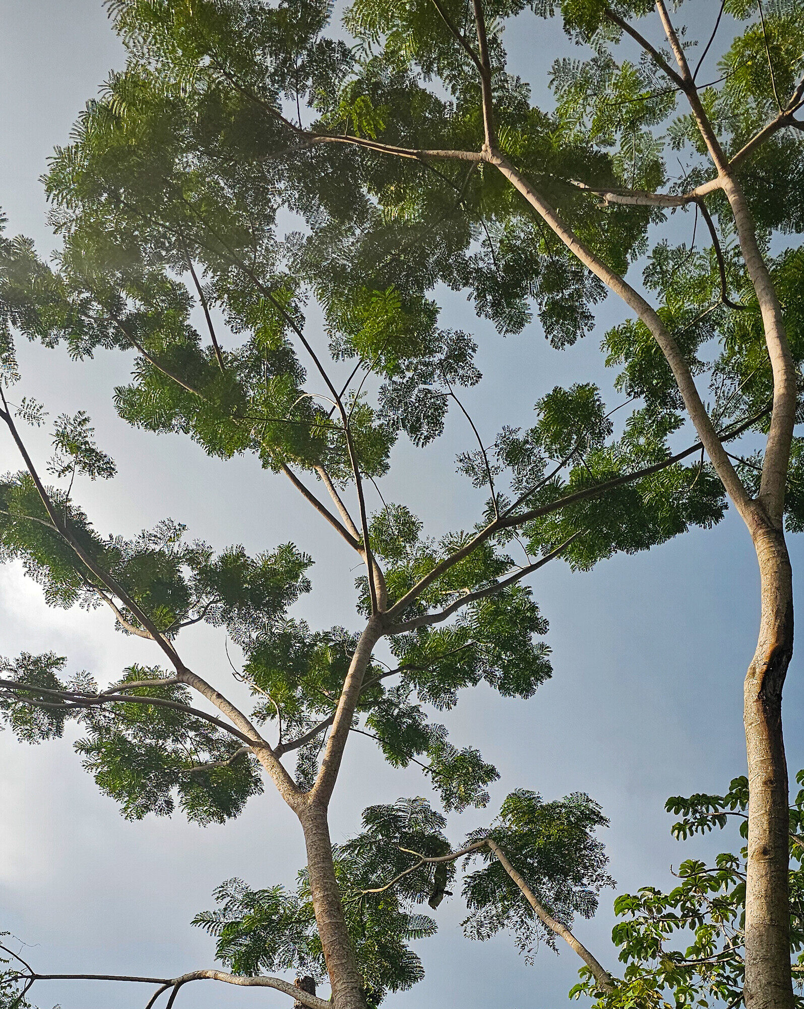Jacaranda copaia canopy viewed from below, showing the ascending branches and bipinnate leaves characteristic of the species