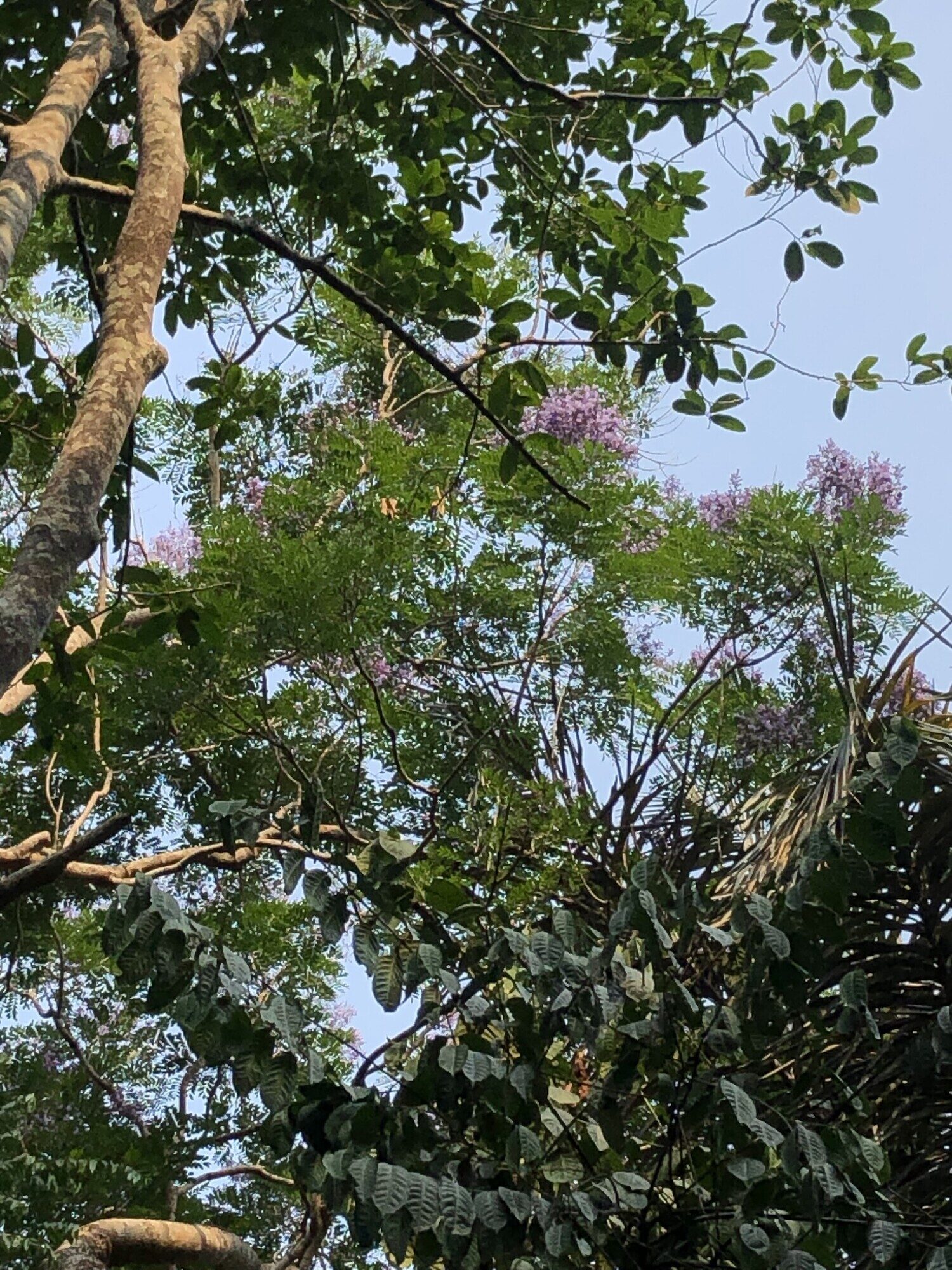 Jacaranda copaia canopy in bloom showing lavender flowers among bipinnate foliage at INPA Bosque da Ciencia, Manaus, Brazil