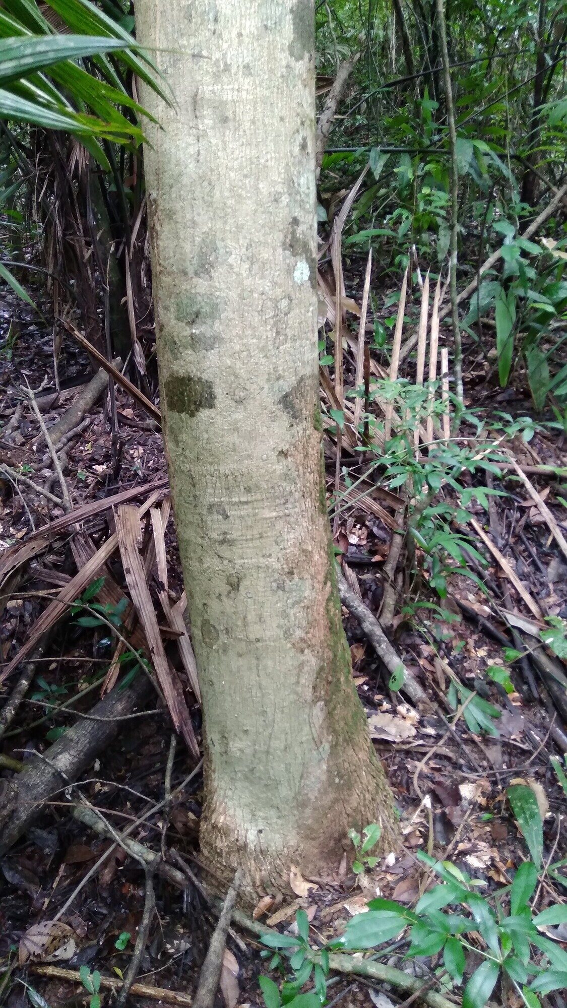 Trunk of Jacaranda copaia showing smooth gray bark with pale lenticels