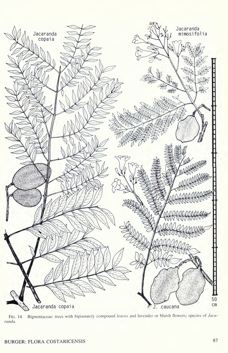 Figure 14 from Flora Costaricensis (Burger 2000) showing comparative illustrations of Jacaranda copaia, J. caucana, and J. mimosifolia